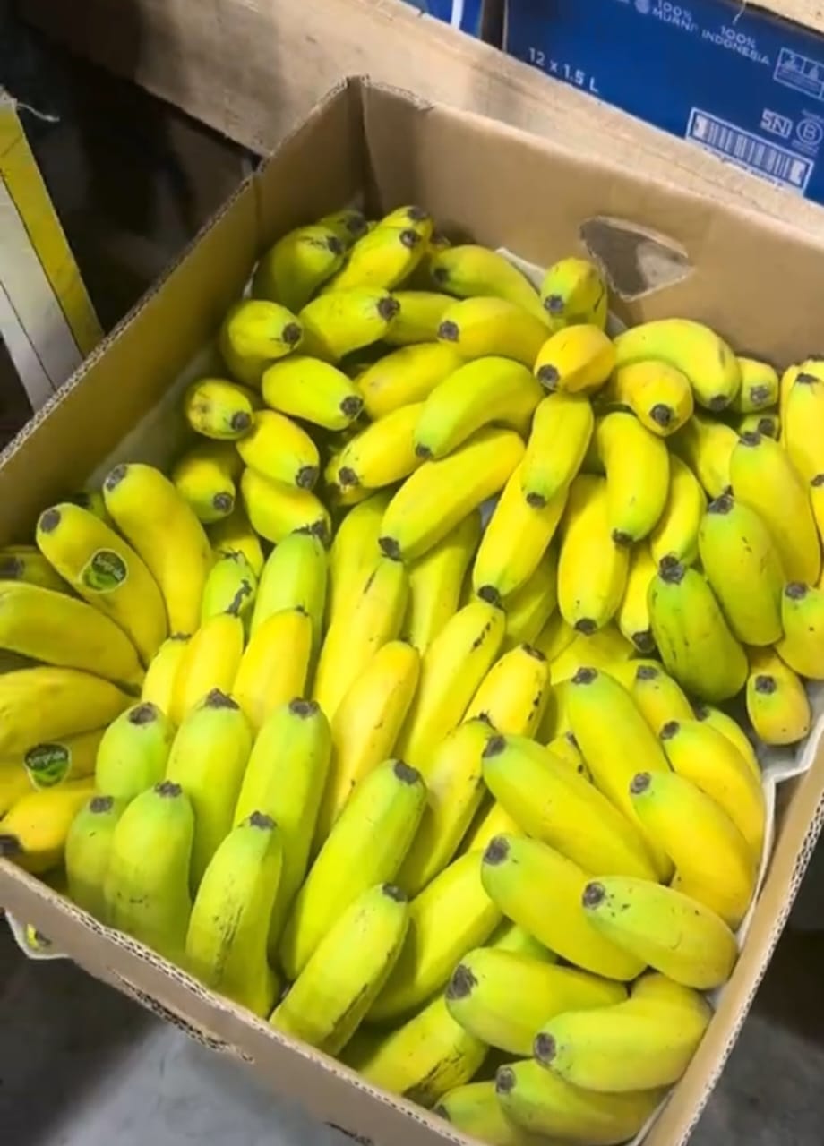 PISANG CAVENDIS LOKAL