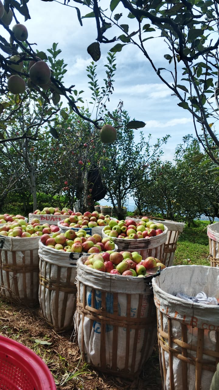 APEL MANA LAGI MALANG